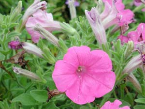 Petunia | Supertunia | Lavender Pink
