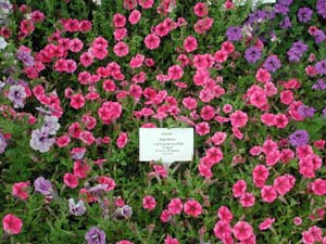 Petunia | Supertunia | Mini Strwbry PnkVeined