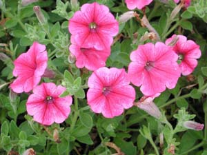 Petunia | Supertunia | Mini Strwbry PnkVeined