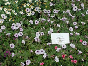 Petunia | Supertunia | Mini Blue Veined