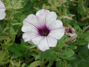 Petunia | Supertunia | Mini Blue Veined