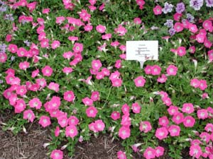 Petunia | Supertunia | Mini Bright Pink