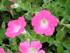 Petunia | Supertunia | Mini Bright Pink