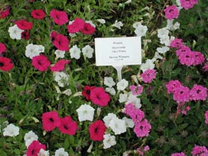 Petunia | Supertunia | Mini White