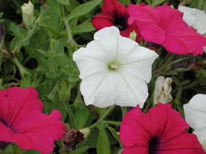 Petunia | Supertunia | Mini White