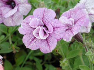 Petunia | Supertunia | Priscilla