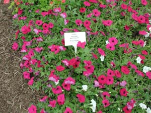 Petunia | Supertunia | Royal Magenta