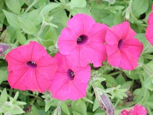 Petunia | Supertunia | Royal Magenta