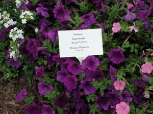 Petunia | Supertunia | Royal Velvet