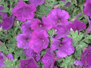 Petunia | Supertunia | Royal Velvet