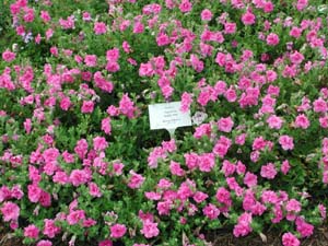 Petunia | Supertunia | Double Pink