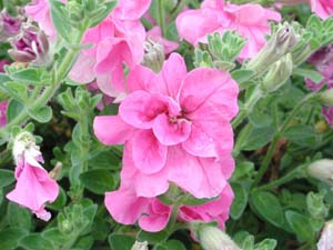 Petunia | Supertunia | Double Pink