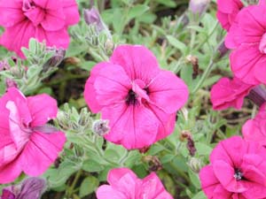 Petunia | Supertunia | Double Purple