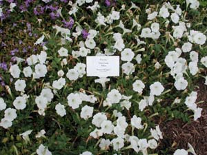 Petunia | Supertunia | White