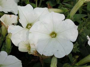 Petunia | Supertunia | White