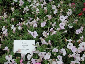 Petunia | Supertunia | Silver