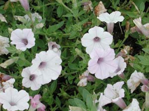 Petunia | Supertunia | Silver