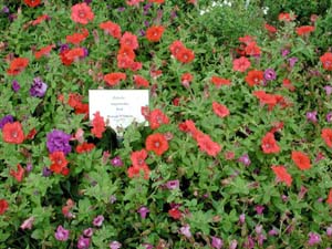 Petunia | Supertunia | Red