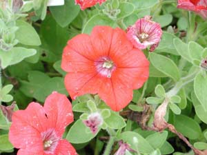 Petunia | Supertunia | Red