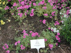 Phlox | Intensia | Lilac Rose