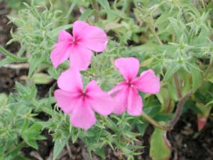 Phlox | Intensia | Lilac Rose