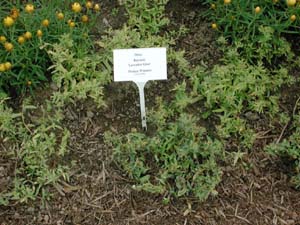 Phlox | Intensia | Lavender Glow