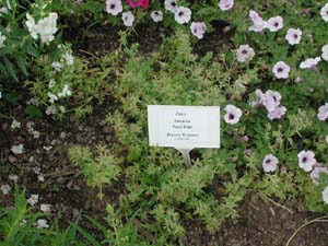 Phlox | Intensia | Neon Pink