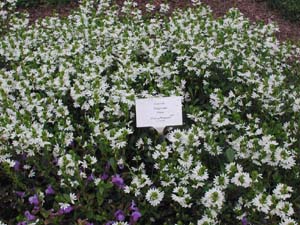 Scaevola | Whirlwind | White