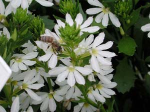 Scaevola | Whirlwind | White