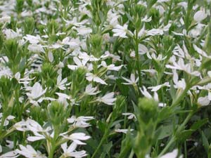 Scaevola | Whirlwind | White