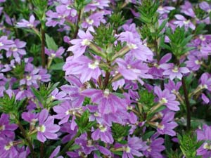 Scaevola | Whirlwind | Blue Violet