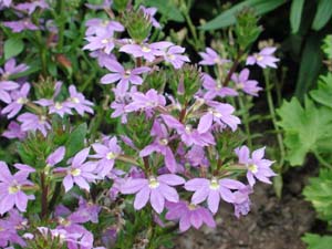 Scaevola | New Wonder