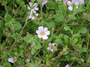 Sutera (Bacopa) | Glacier | Blue