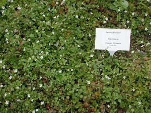 Sutera (Bacopa) | Snowstorm