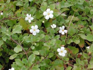 Sutera (Bacopa) | Snowstorm