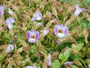 Torenia | Catalina | Blue