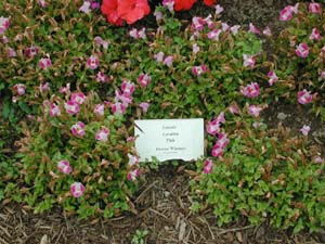 Torenia | Catalina | Pink