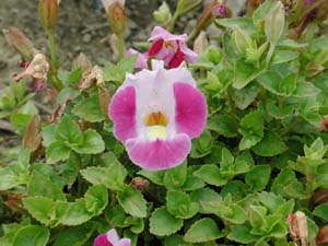 Torenia | Catalina | Pink