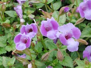 Torenia | Summer Wave | Blue