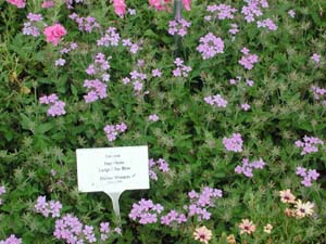 Verbena | Superbena | Large Lilac Blue