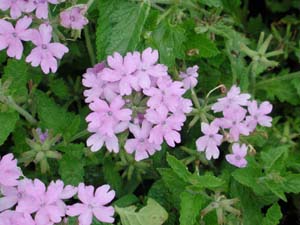 Verbena | Superbena | Large Lilac Blue