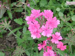 Verbena | Superbena | Pink Shades