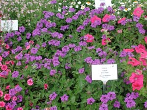 Verbena | Temari Patio | Blue