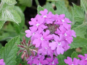 Verbena | Temari Patio | Blue