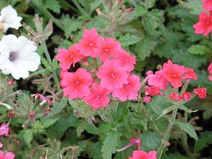 Verbena | Superbena | Coral Red