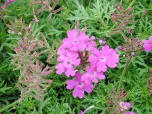 Verbena | Tapien | Blue Violet