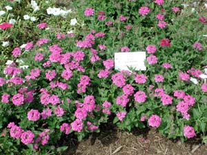 Verbena | Temari Patio | Hot Pink