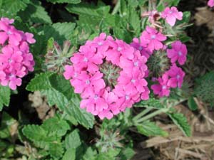 Verbena | Temari Patio | Hot Pink