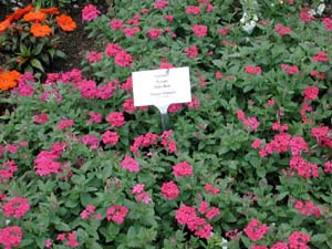 Verbena | Temari Patio | Rose