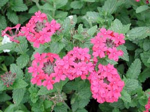 Verbena | Temari Patio | Rose